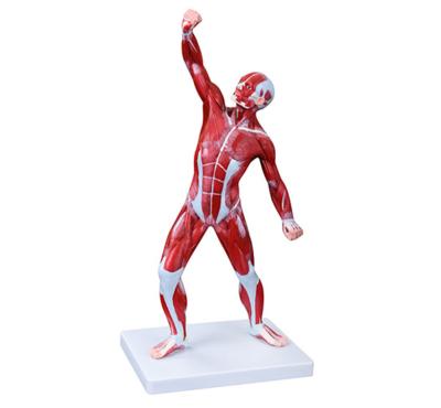 China Medical School Teaching XC-335 50CM Male Human Muscle Model (1 part) for sale