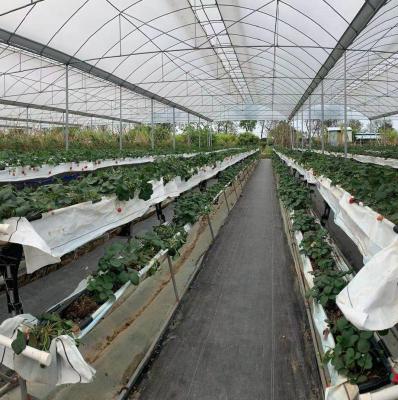 China Japan Vegetable Growing Tropical Strawberry Growing Tunnel Cheap Greenhouse for sale