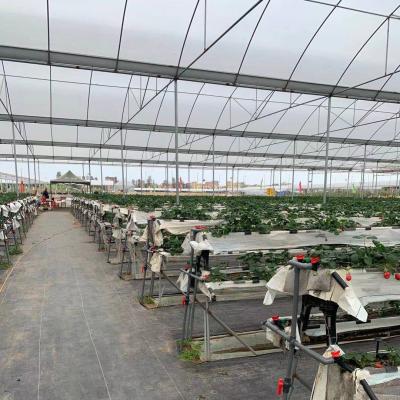 China Tropical Vegetable Growing Type Film Tunnel Vertical Strawberry Agriculture Plastic Greenhouse With Irrigation System for sale