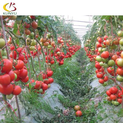 China Low price PE single span tunnel green house plastic greenhouse for growing tomato with cooling system for sale