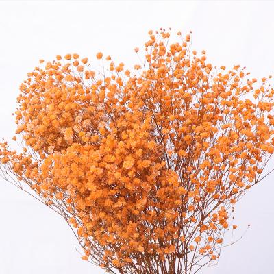 China Wedding Party Event Decoration Flowers High Quality Natural Dry Gypsophila Preserved Baby's Breath Flower Bouquet For Decoration for sale