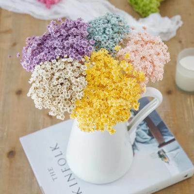 China Natural Dry Flowers Boho Bouquet Dried Brazilian Small Flower Multicolor Small Star Flower For Home Decoration for sale