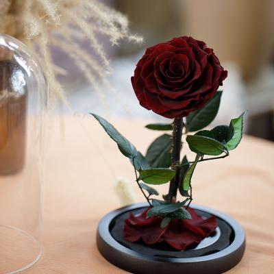 China Hot Sale New Arrivals Mother's Day Eternal Rose Valentine's Day Mother's Day Gifts Flower Dome Glass Gift Preserved Rose for sale