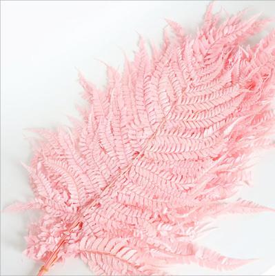 China Natural dry durable preserved pampas ruscus coral fern bleached leather fern for decoration for sale