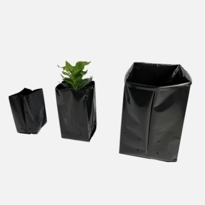 China Economical Black Plastic Seedling Nursery Pot Trees Palm Planter Bags For Palm Seedling for sale