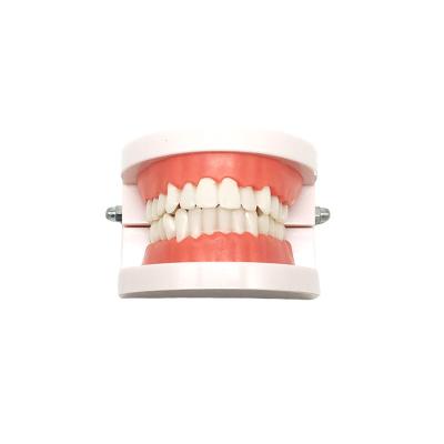 China Modelo padrão dental Dental Functional Appliance de Teaching Denture Oral do modelo do dente à venda