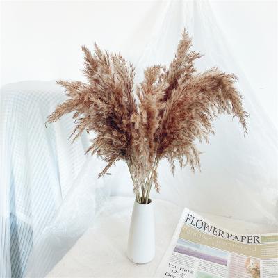 China Gift hot sale pampas grass small in bulk the cheap price of real pampas grass pampas grass centerpiece for sale