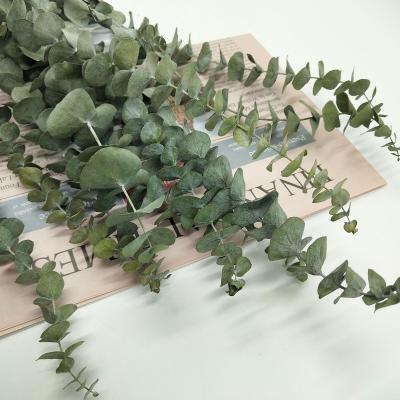 China Gift Hot Sale Dried Eucalyptus Bundles Eucalyptus Wedding Decor Real Eucalyptus Dried Flowers for sale