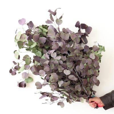 China Gift Hot Sale 35-50cm Decor Eucalyptus Dried Flowers Eucalyptus Flooring Apple Leaf Eucalyptus Wedding Hanging for sale