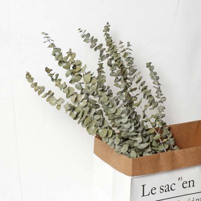 China Hot Sale Gift Eucalyptus Table Runner Dried Flower Eucalyptus Cheap Stems Australian Eucalyptus for sale