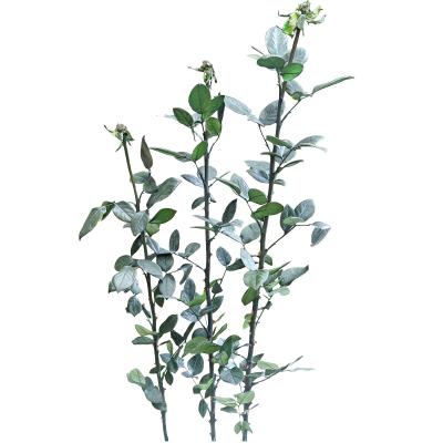 China Art Decoration Starflower Real Supply Contact Preserved Stem Roses for sale