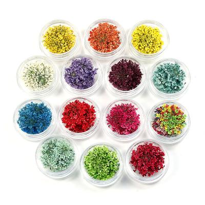 China Environmental hot selling real dry flowers pressed flowers babysbreath for nail decoration for sale