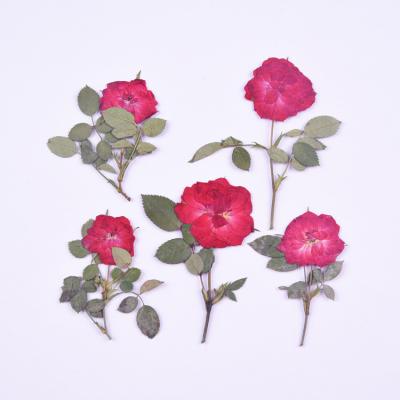 China Environmental dry flower pressed stem dry rose for decoration for sale