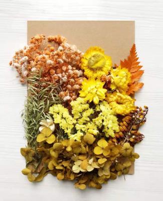 China Dried Pressed Flowers Frame Material Durable INS New Idea For DIY Handmade Materials for sale