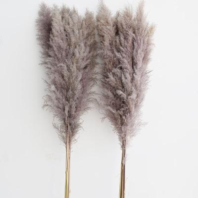 China Wholesale hot sale environmental dried natural gray flowers pampas grass and phragmites for wedding decoration for sale