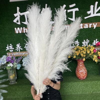 China Environmental wholesale white dry tall pampas grass for decorative flowers for sale