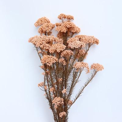 China Wholesale Decoration Yunnan Preserved Flowers Preserved Stem Rice Flowers For Decoration for sale