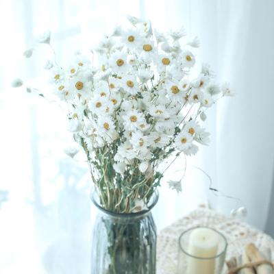 China 2021 Environmental Hot Selling Natural Dry Rodanth Flowers For Home Decor for sale