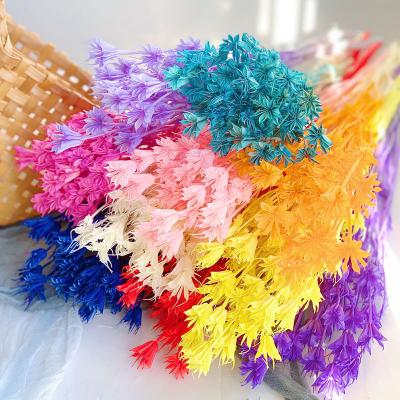 China Environmental Natural Yunnan Flowers Octagon Dry Flower For Flower Arrangement for sale