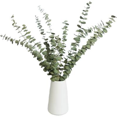 China Yunnan environmental natural dry flowers dried eucalyptus stems for flower arrangement for sale