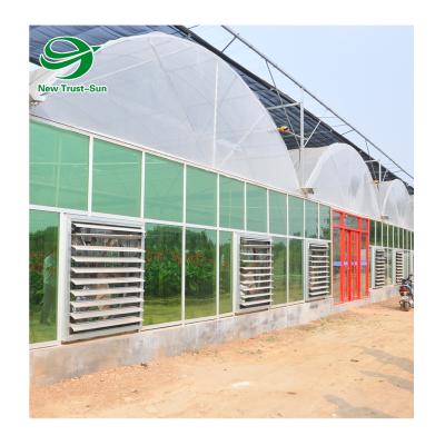 China Planting vegetables low cost china commercial multi-span film vegetables greenhouse used for sale for sale