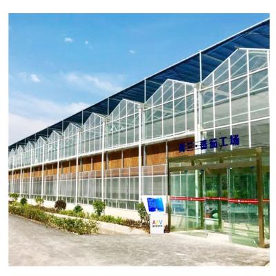 China High Light Transmission Turkney Vent Gable Roof Glass Greenhouse With Tomato Hydroponics Technology for sale