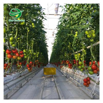 China High Light Transmittance Insolar Agricultural Commercial Venlo Glass Greenhouse Tomato Hydroponics for sale