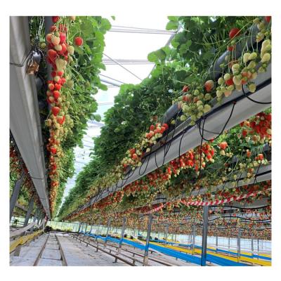 China Commercial high light transmission venlo holland type tomato strawberry pine nut agriculture greenhouse glass farm for sale for sale