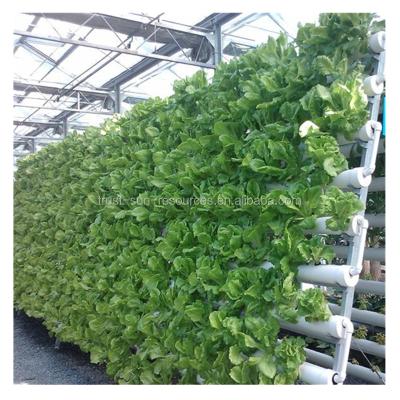 China Stable Structure Easily Assembled Low Cost Nutrient Film Teechnique (NFT) Hydroponics For PC Polycarbonate Greenhouse for sale