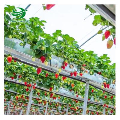 China Hydroponic Growing Double Layer Gutter Strawberry 8mm Polycarbonate Sheet Hollow Polycarbonate Sheet Greenhouse for sale