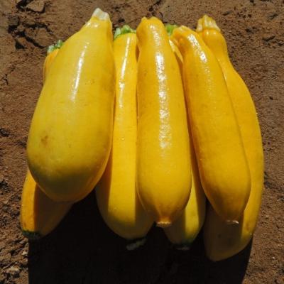 China 4kg Weight Suntoday Quickly Grow Yellow GOLDEN ZUCCHINI SQUASH Seeds 1kg for sale