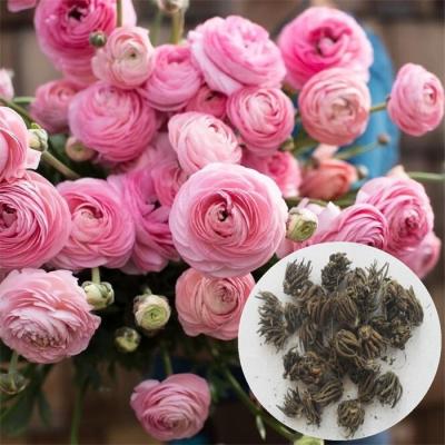 China Agriculture hua mao gen ranunculus bulbs wholesale colorful flower seeds for sale