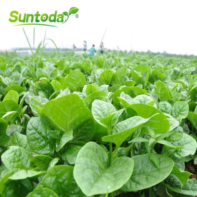 China Agriculture Suntoday's Green Quickly Raise Malabar Spinach Seeds for sale