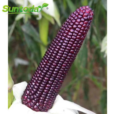 China Raw Purple Black Waxy Sweet Waxy Maize Seeds 1kg/bag Suntoday Black Maize Seeds for sale