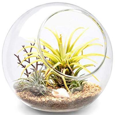 China CLASSIC Glass Table Top Mini Greenhouse Display Plant Air Planter Globe Microlandschaft Succulent House for sale