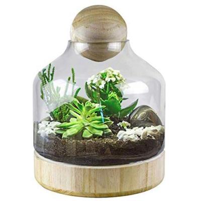 China Europe Plants Succulent Container Dome With Wooden Base For Home Decor for sale