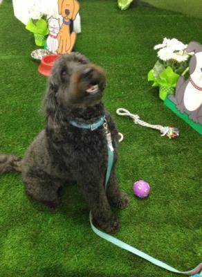 China Dog & Pet artificial synthetic grass for sale