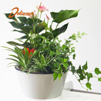 China 360 special biodegradable for golden scindapsus the lazy flowerpot for sale