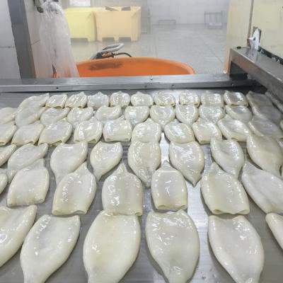 China High quality frozen iqf squid tube nutritious best seller price for sale