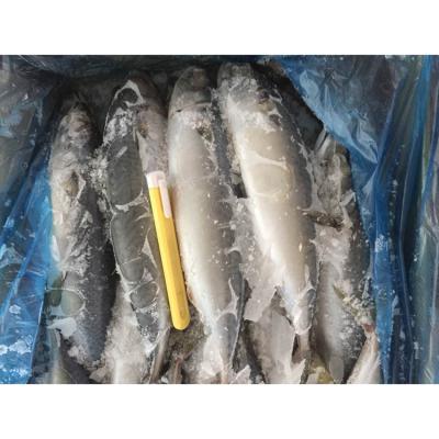 China Latest Change Frozen Saurel FROZEN Fish Taste Voucher Prices for sale