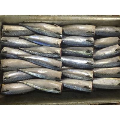 China High Quality Low Fat Frozen Fruit Mackerel Sea Mackerel Whole Round Neck Mackerel Bandaged For Canned for sale