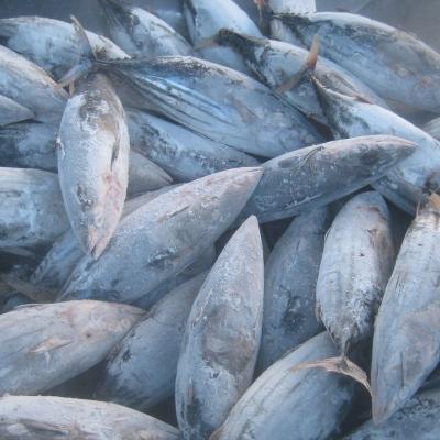 China Frozen Delicious Mackerel Steak Pacific Fish 300-500g Size FROZEN On Sale for sale