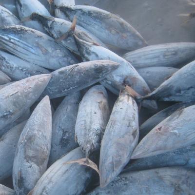 China Low Fat Hot Selling Frozen Seafood Atlantic Ocean Mackerel Fish 300 500g for sale