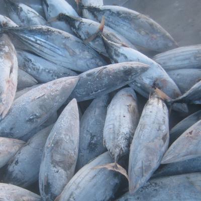 China Latest Modified High Quality Best Selling Jelly Seafood Mackerel Fish Price JELLY for sale