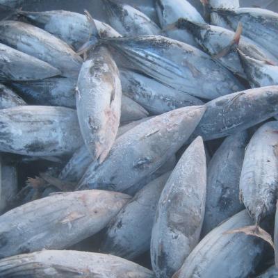 China Good Taste Fresh Frozen Pacific Mackerel Fish 300-500g Size Low Fat On Sale for sale