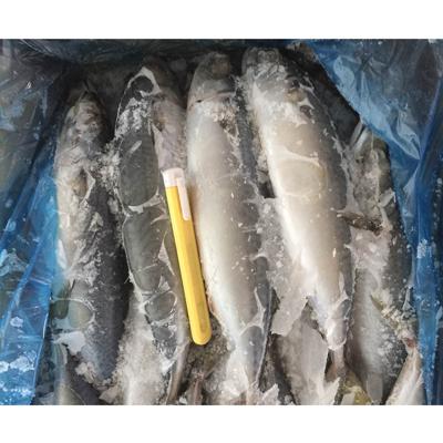 China Low Fat Delicious Pacific Mackerel Fish Jelly 300-500g Size In Low Sale Prices for sale