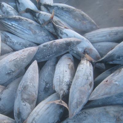 China Low Fat Hot Selling Frozen Pacific Mackerel Whole Round Seafood for sale