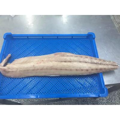 China Low fat high quality fresh chilled tuna belly loin for sale