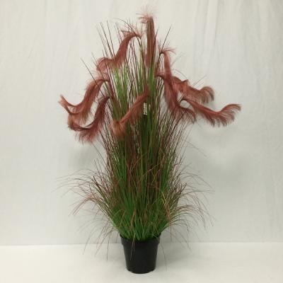 China Festival Wholesale Phragmites Natural Dry Decorative Pampas Grass With Pot for sale