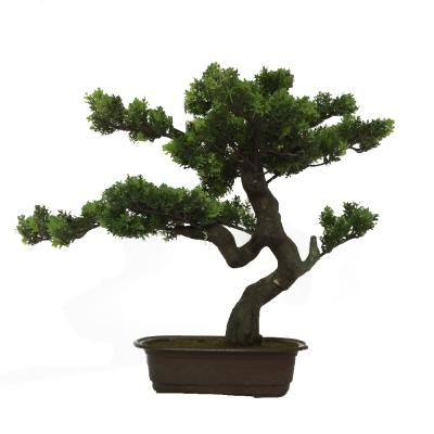 China Small Podocarpus Bonsai Plant Decoration Artificial Tree Macrophyllus Indoor Artificial Outdoor Decoration for sale